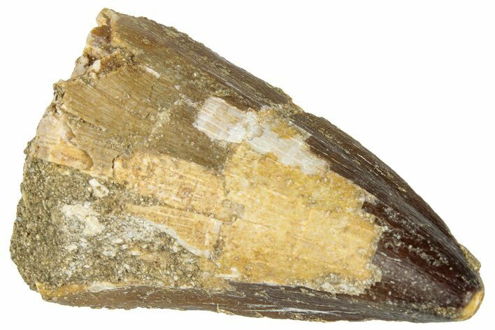 Fossil Mosasaur (Prognathodon) Tooth - Morocco #322700